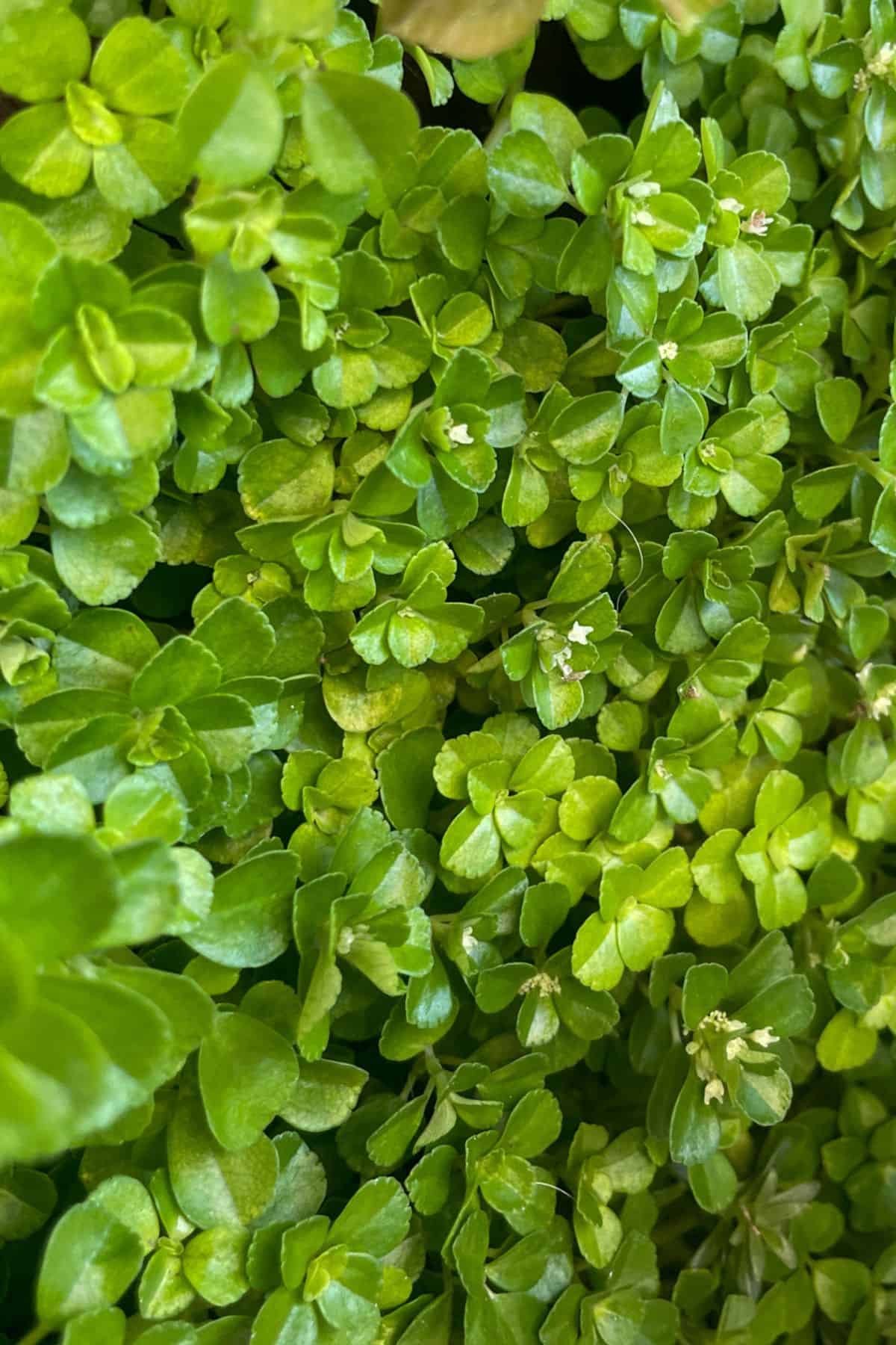 Baby Tears Plant - Pilea Depressa