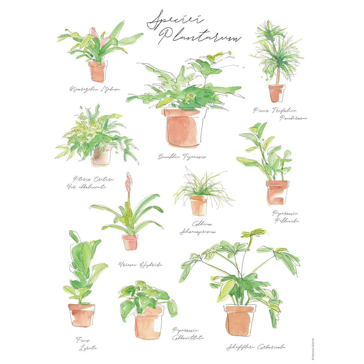 Plant Species Poster – Watercolor Botanical Art by Veronica Schmitt
