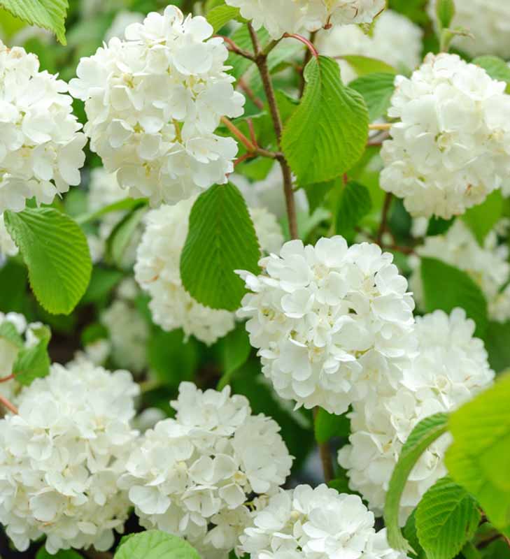 Popcorn Japanese Snowball Viburnum Shrub