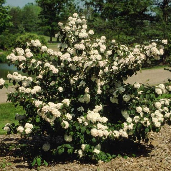 Popcorn Japanese Snowball Viburnum Shrub