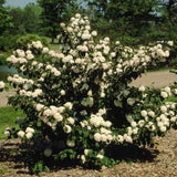 Popcorn Japanese Snowball Viburnum Shrub