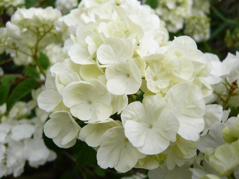 Popcorn Japanese Snowball Viburnum Shrub