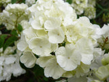 Popcorn Japanese Snowball Viburnum Shrub