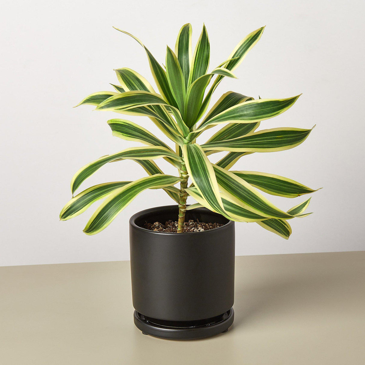 Cylinder Ceramic Planter with Built-In Saucer