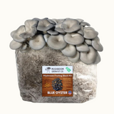 3 Pack - Premium Gold, Pink, and Blue Oyster Mushroom Fruiting Block Grow Kits - 15 LBS