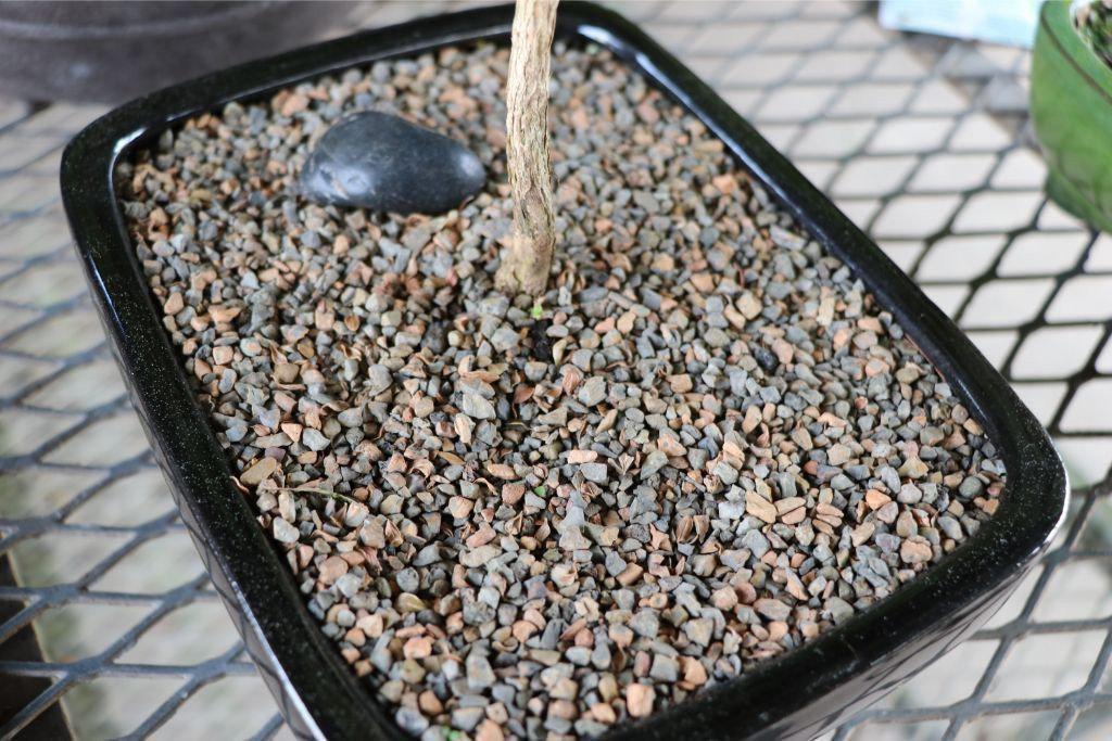 Professional Bonsai Soil - 20 Lbs (10 Quarts)