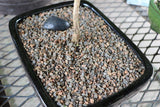 Professional Bonsai Soil - 20 Lbs (10 Quarts)