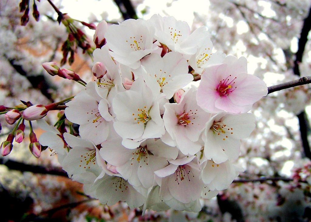 Yoshino Ornamental Cherry Tree
