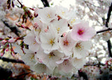 Yoshino Ornamental Cherry Tree
