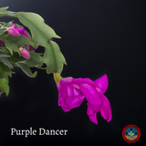 Thanksgiving Cactus – Schlumbergera Truncata 'Christmas Cactus' | Crab Cactus Houseplant