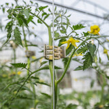 Qlipr Trellising System For Plants