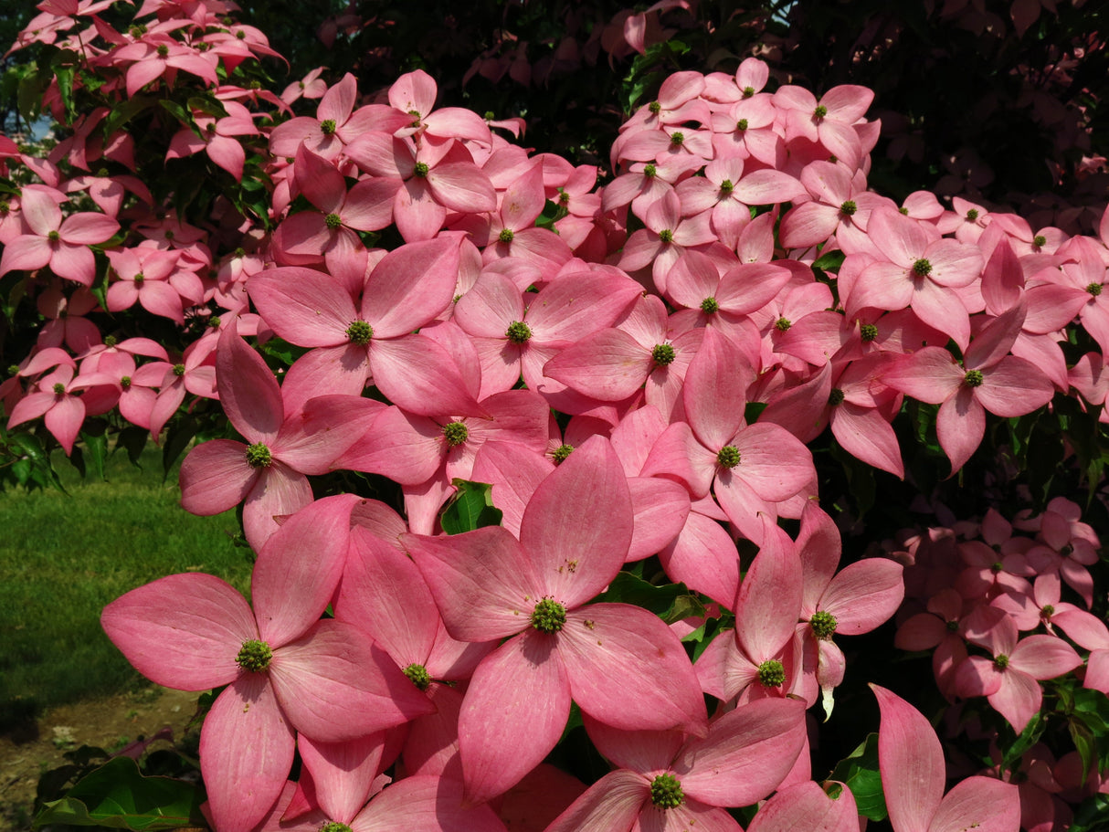 Scarlet Fire® Flowering Dogwood Tree