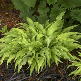Curly Fries Hosta Plant