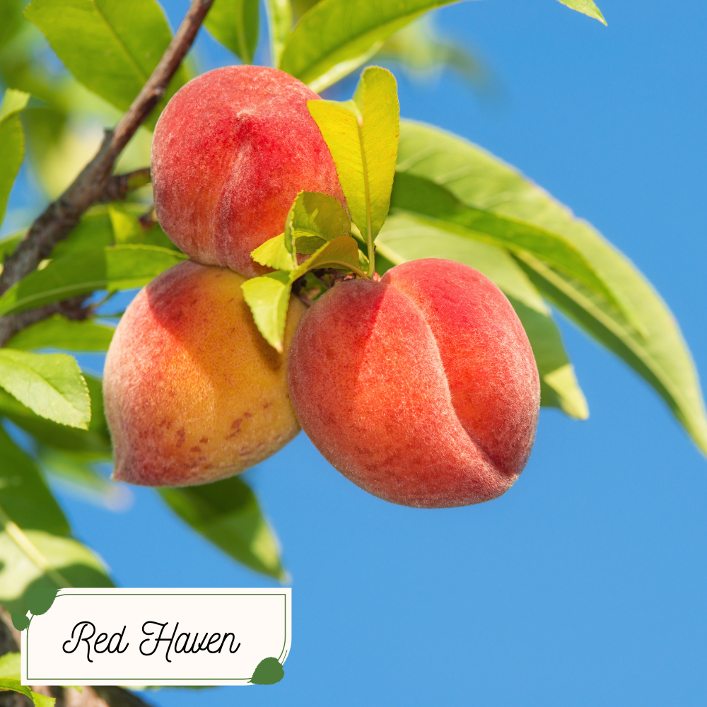 Peach Tree Bundle