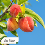 Peach Tree Bundle