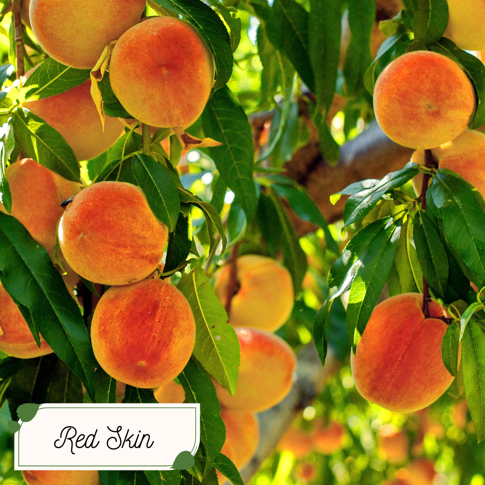 Peach Tree Bundle