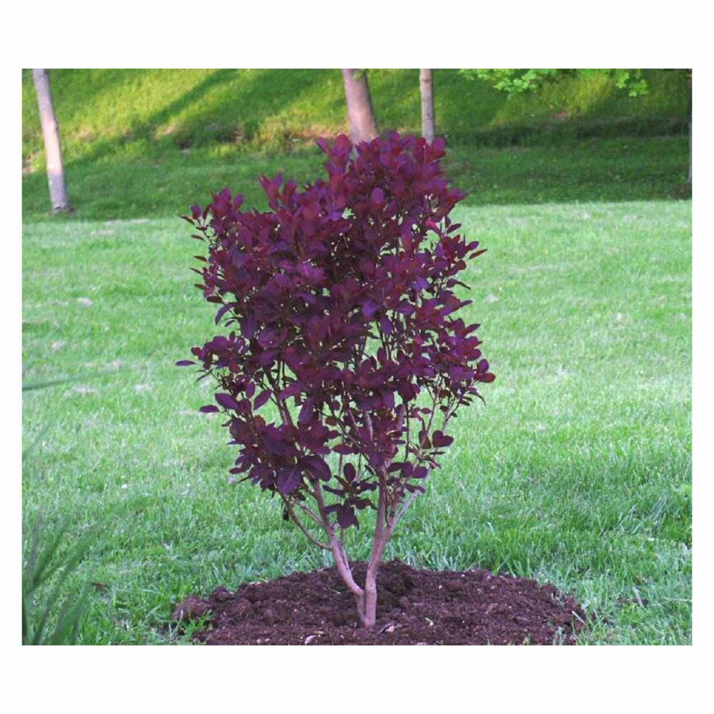 Royal Purple Smoke Tree (Continus Coggygria)
