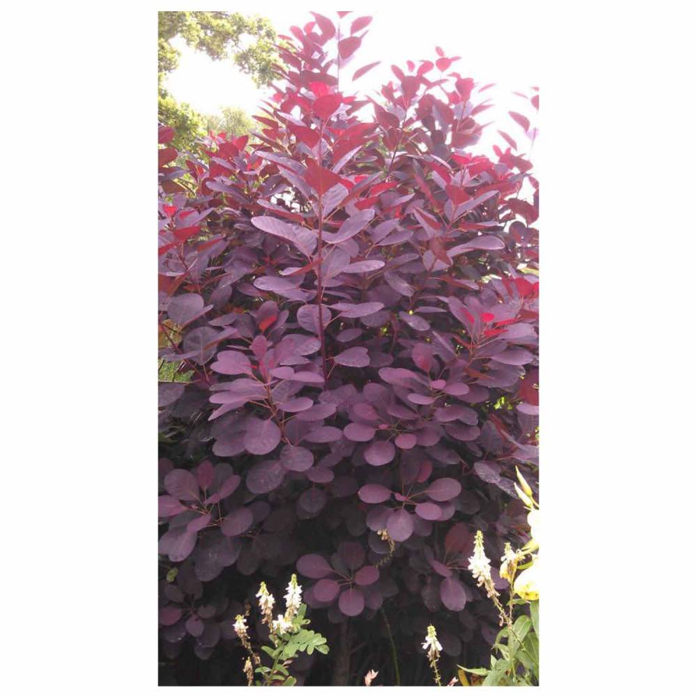 Royal Purple Smoke Tree (Continus Coggygria)