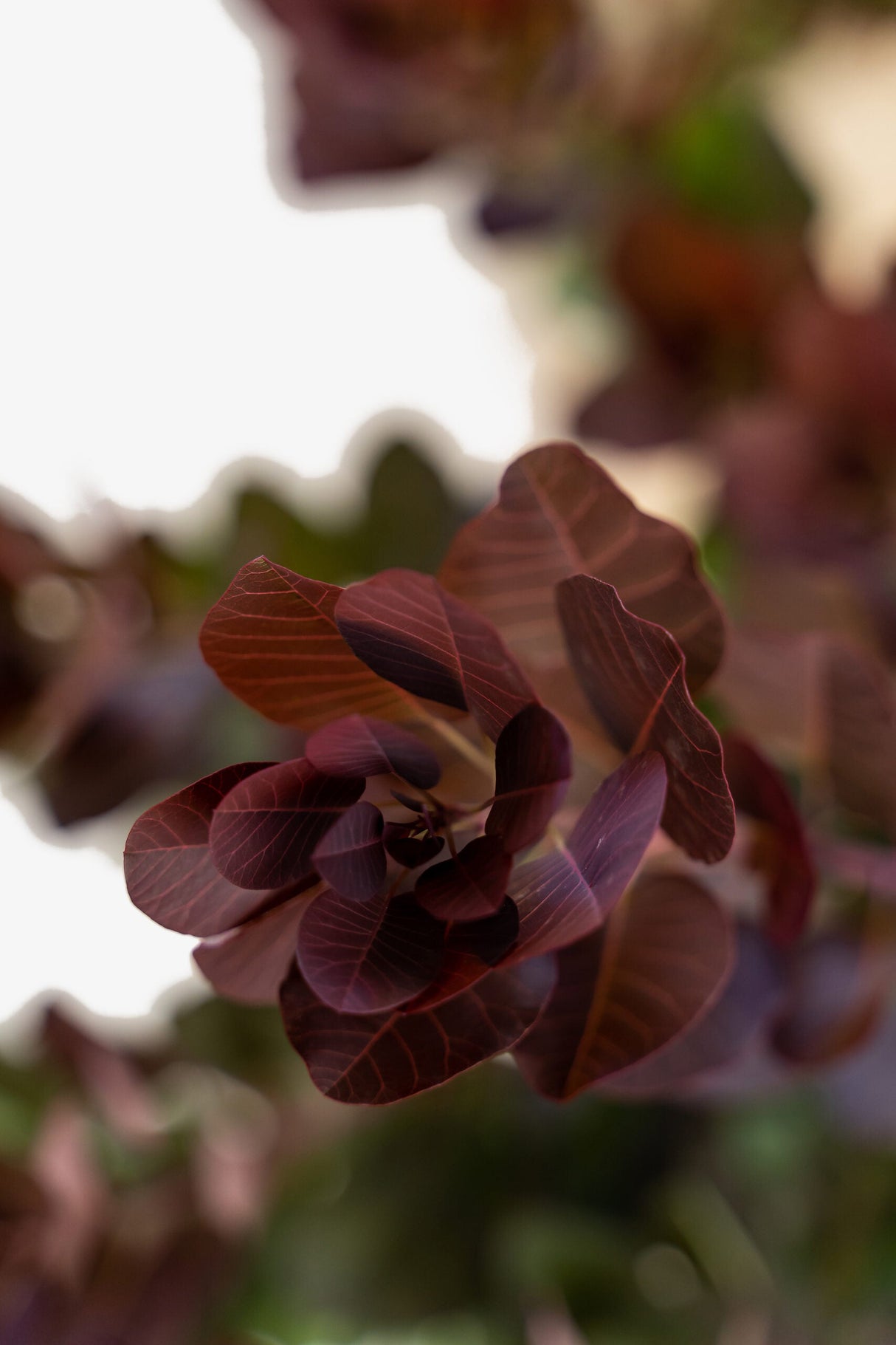 Royal Purple Smoke Tree (Continus Coggygria)