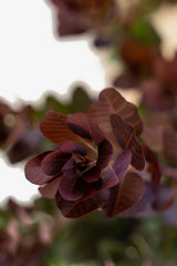 Royal Purple Smoke Tree (Continus Coggygria)