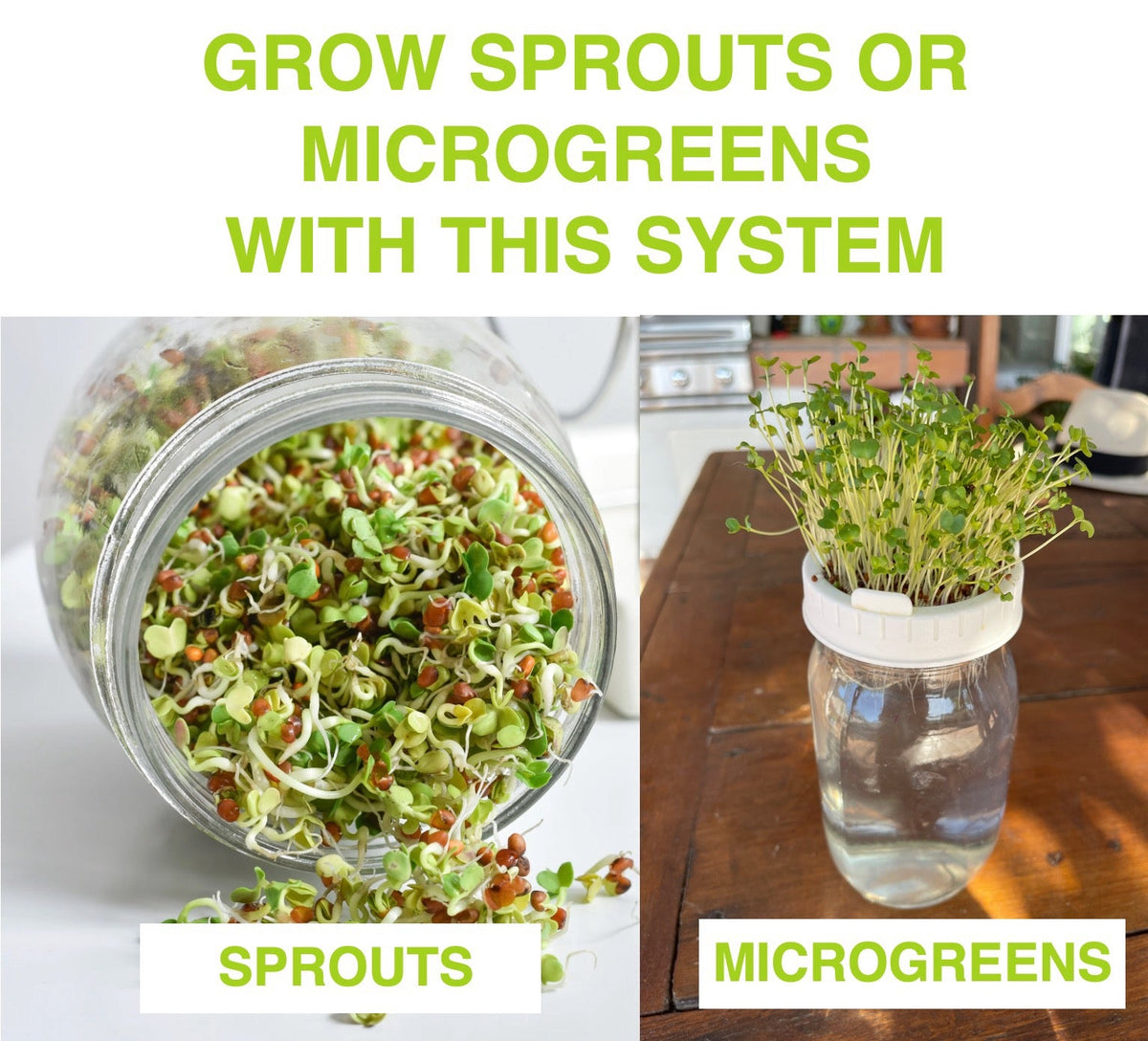 ZestiGreens Jar Sprouting Kit – 2 Glass Jars & Stand