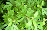 Sassafras Tree