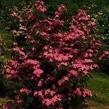 Scarlet Fire® Flowering Dogwood Tree