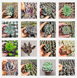 Assorted Echeveria Variety Pack – Live Succulent Collection (3, 6, 9, or 16 Pack)