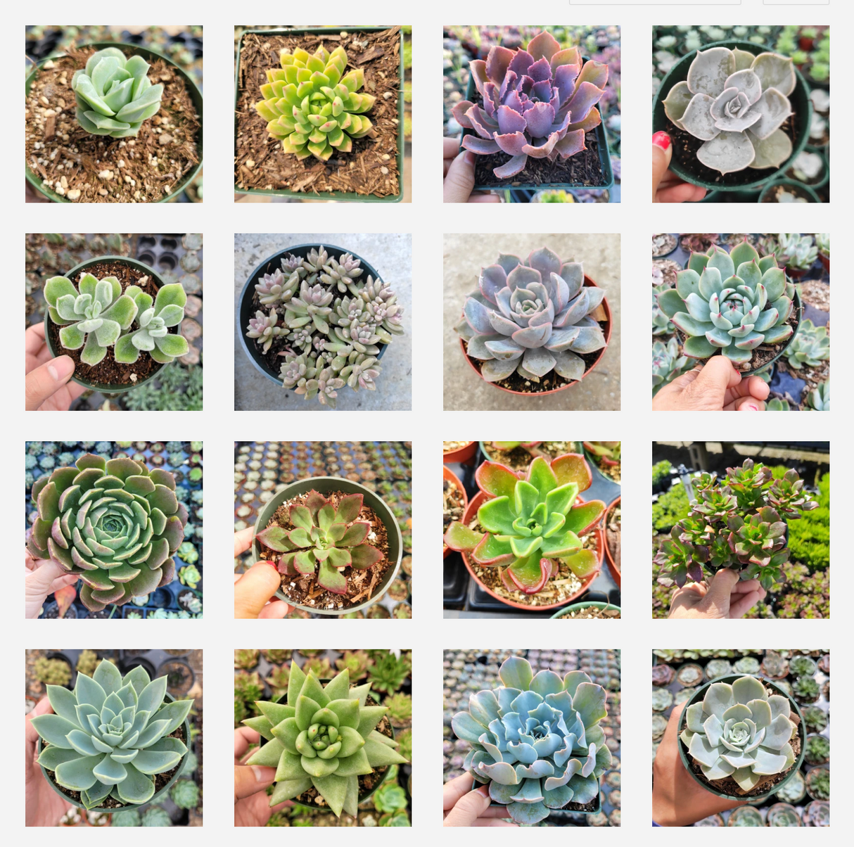 Assorted Echeveria Variety Pack – Live Succulent Collection (3, 6, 9, or 16 Pack)