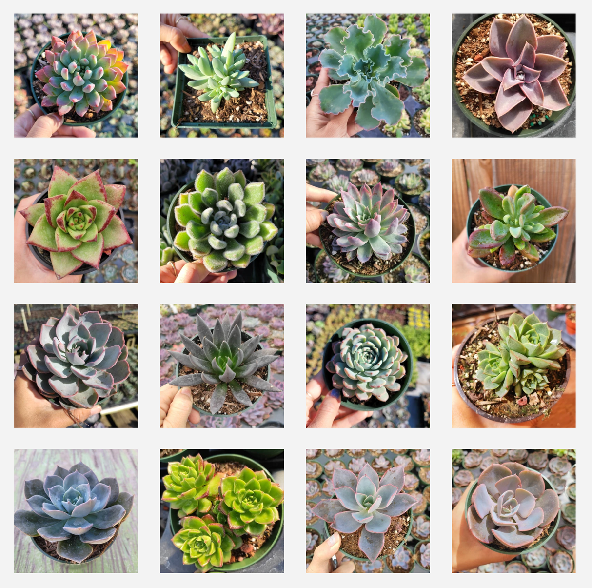 Assorted Echeveria Variety Pack – Live Succulent Collection (3, 6, 9, or 16 Pack)