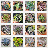 Assorted Echeveria Variety Pack – Live Succulent Collection (3, 6, 9, or 16 Pack)
