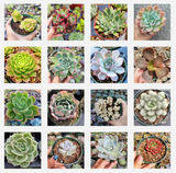 Assorted Echeveria Variety Pack – Live Succulent Collection (3, 6, 9, or 16 Pack)