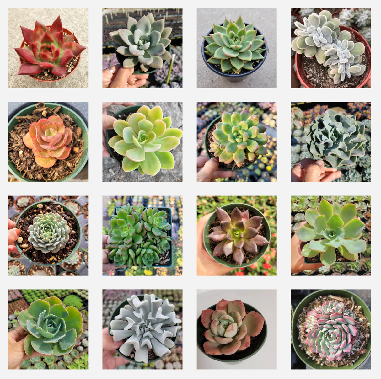 Assorted Echeveria Variety Pack – Live Succulent Collection (3, 6, 9, or 16 Pack)