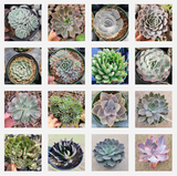 Assorted Echeveria Variety Pack – Live Succulent Collection (3, 6, 9, or 16 Pack)