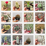 Assorted Cactus Variety Pack – Live Cactus Collection (3, 6, or 9 Pack)