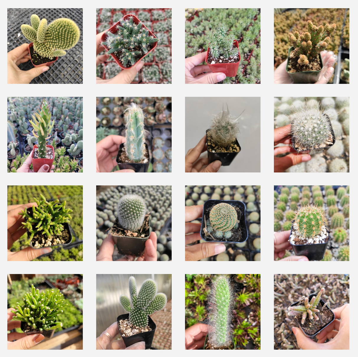 Assorted Cactus Variety Pack – Live Cactus Collection (3, 6, or 9 Pack)