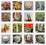 Assorted Cactus Variety Pack – Live Cactus Collection (3, 6, or 9 Pack)