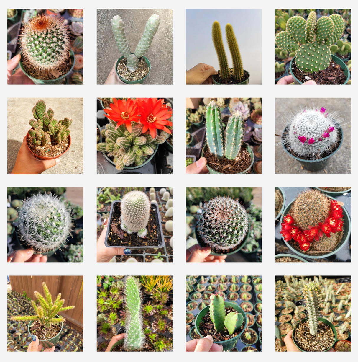 Assorted Cactus Variety Pack – Live Cactus Collection (3, 6, or 9 Pack)