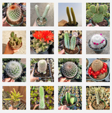 Assorted Cactus Variety Pack – Live Cactus Collection (3, 6, or 9 Pack)