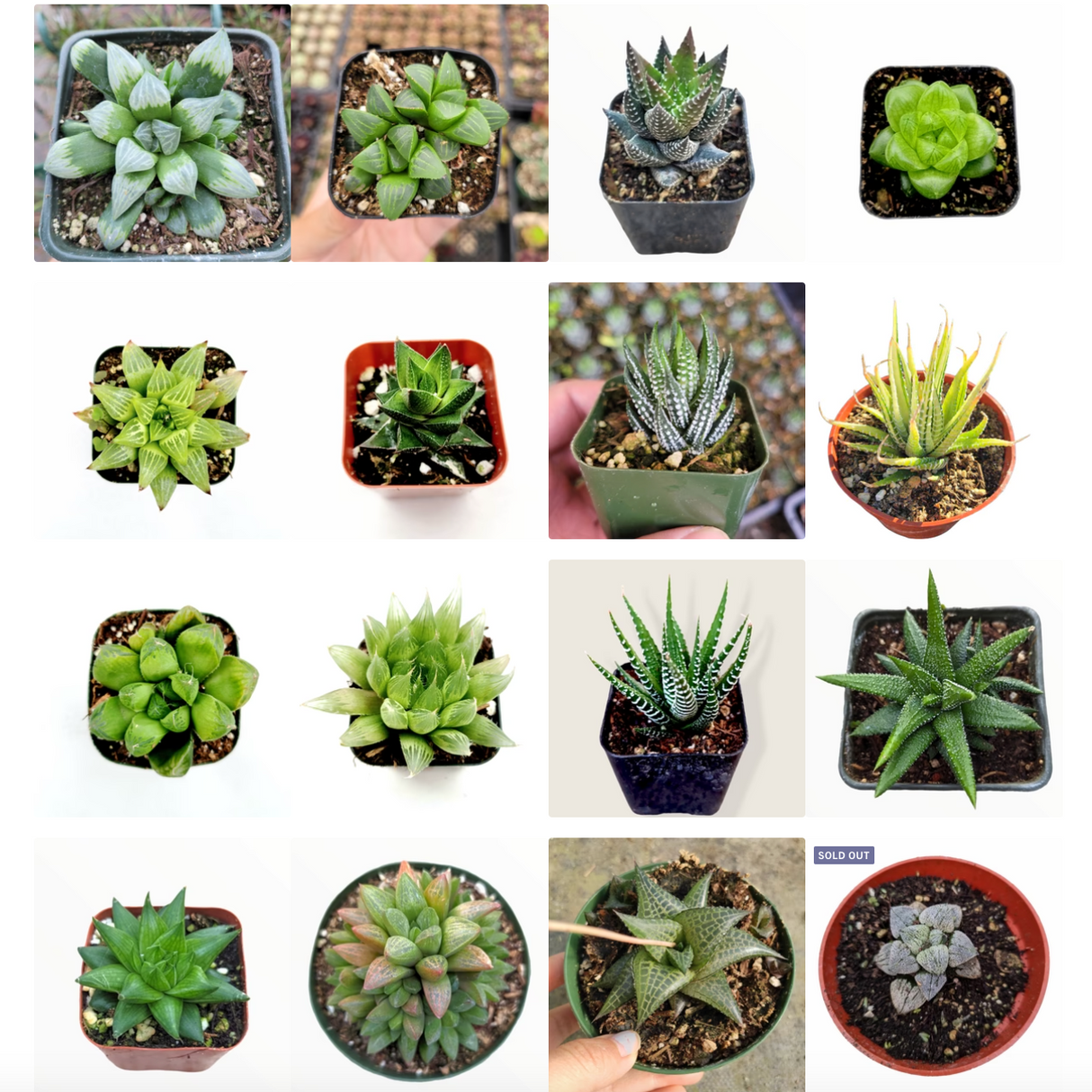 Assorted Haworthia Variety Pack – Live Succulent Collection (3, 6, or 9 Pack)