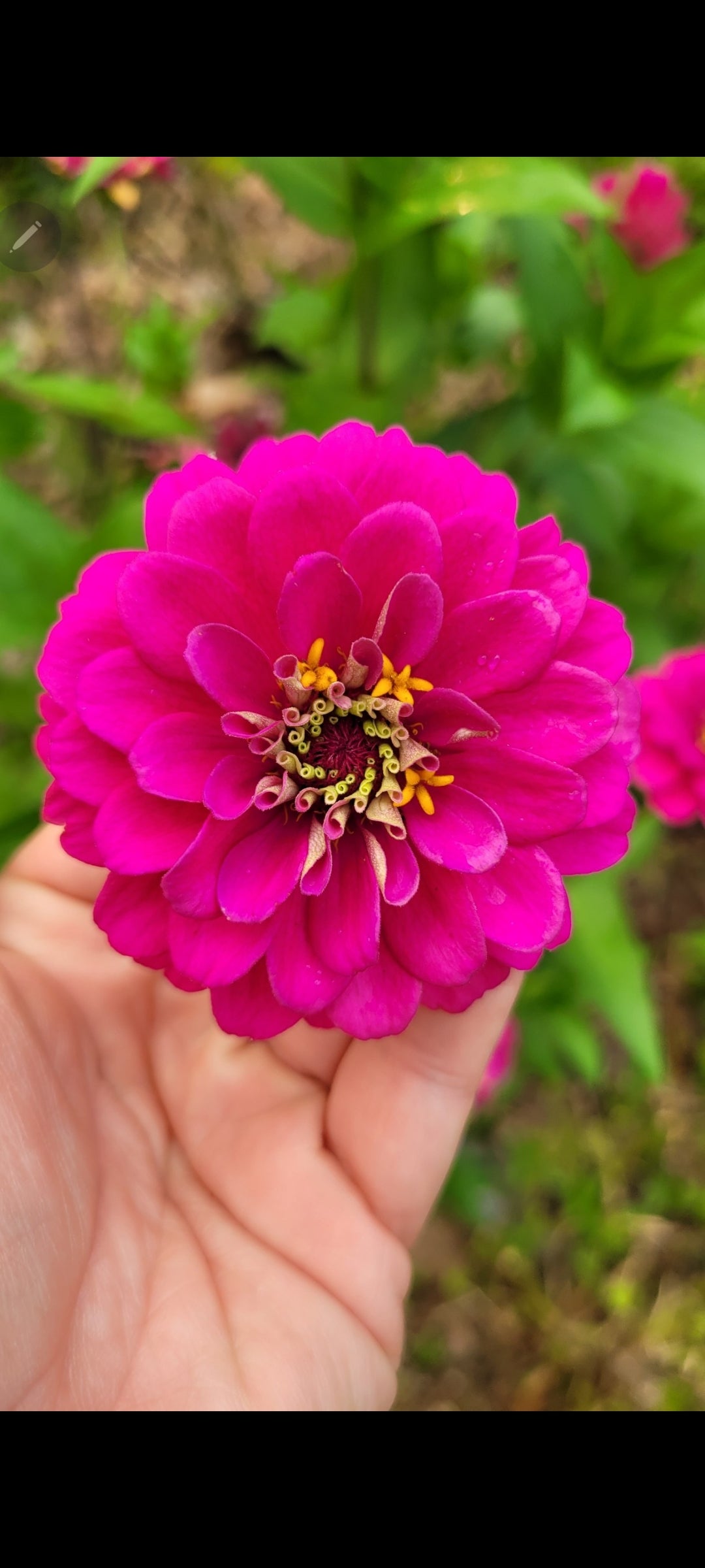 Organic Violet Queen Zinnia Seeds – 20 Pack Large Bloom Flower