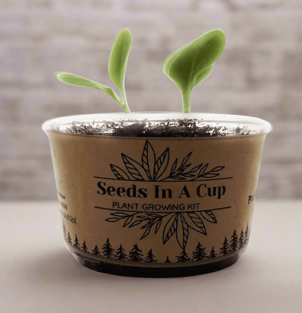 Seeds In A Cup® | Jalapeño Plant Grow from Seed Gardening Kit