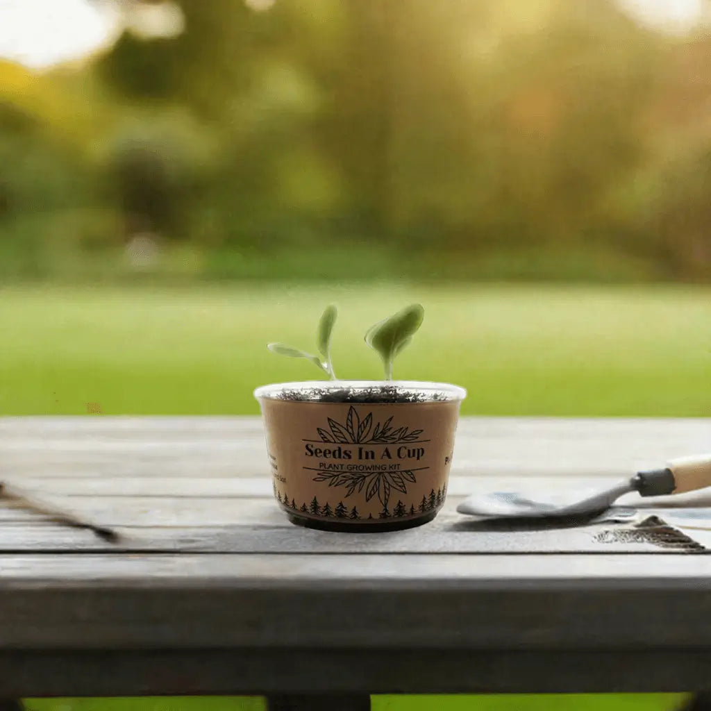 Broccoli | Plant Seed Starter Grow Kit | Seeds In A Cup®