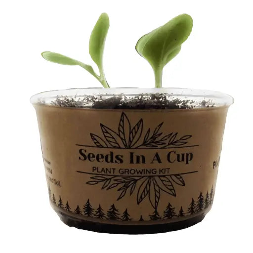 Zucchini | Plant Seed Starter Grow Kit | Seeds In A Cup®