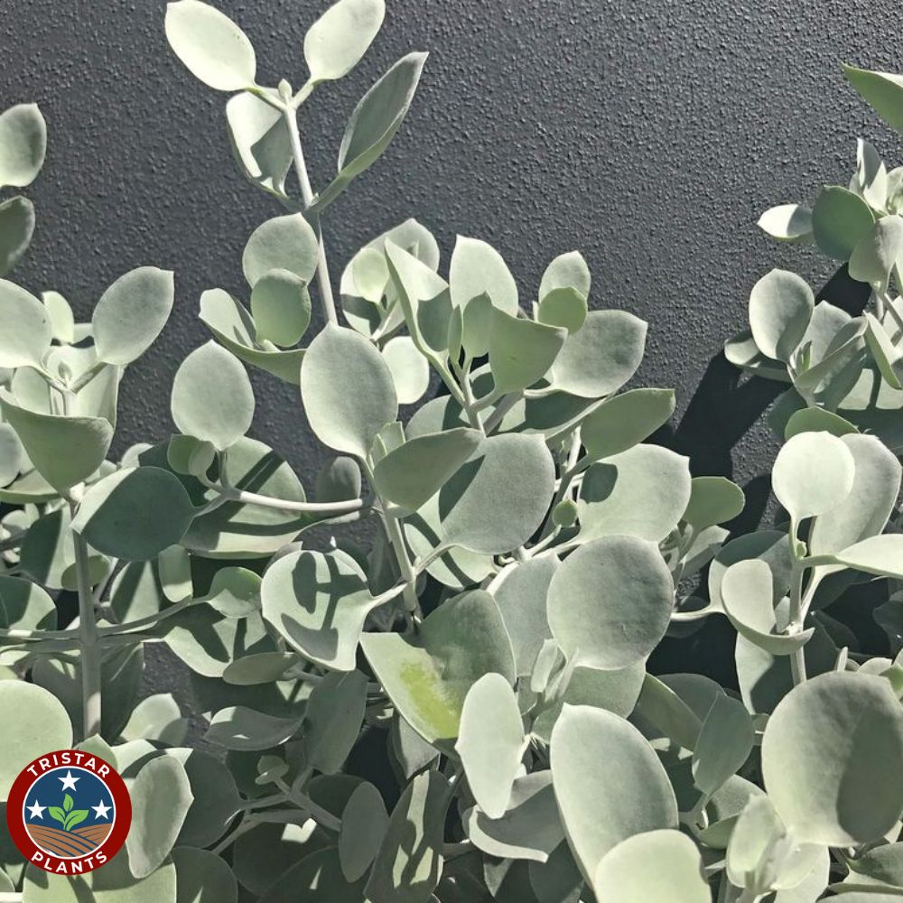 Silver Spoon Kalanchoe Plant (Kalanchoe bracteata)