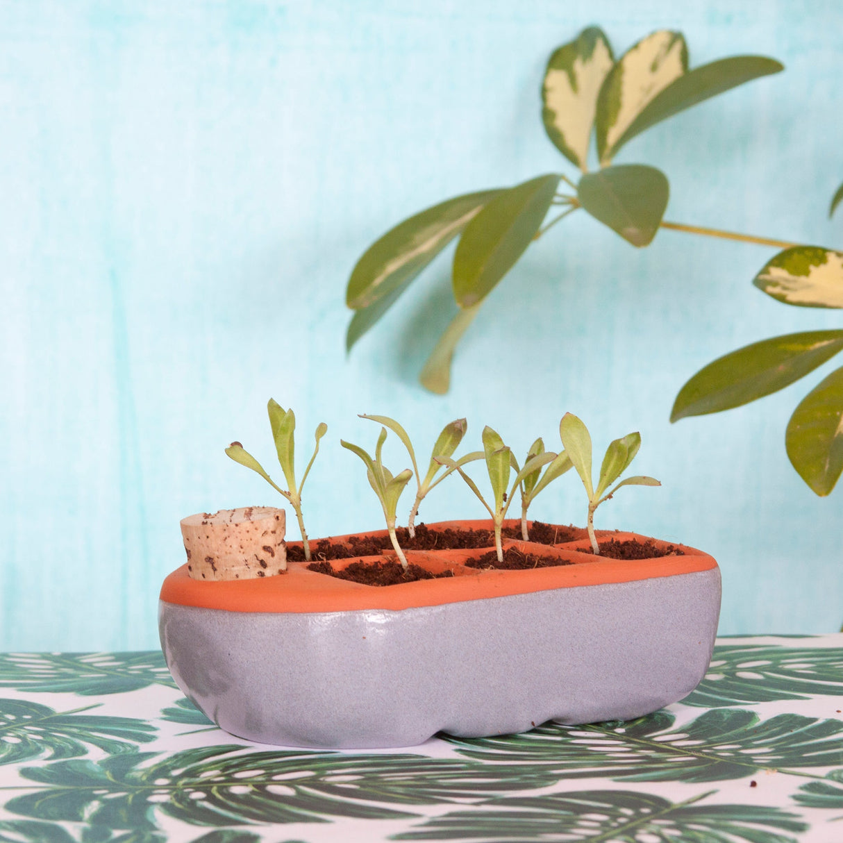 Sixie Self Watering Seed Pot
