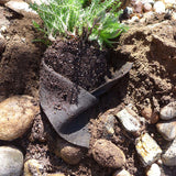 Smart Pot Fabric Transplanter – Reusable Root-Pruning Fabric Planting Container