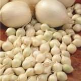 White Snowball Onion Sets