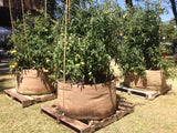 Smart Pot Fabric Planter – Original USA-Made Breathable Grow Container