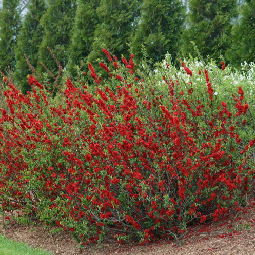 Flowering Quince ‘Spitfire’ – Chaenomeles speciosa